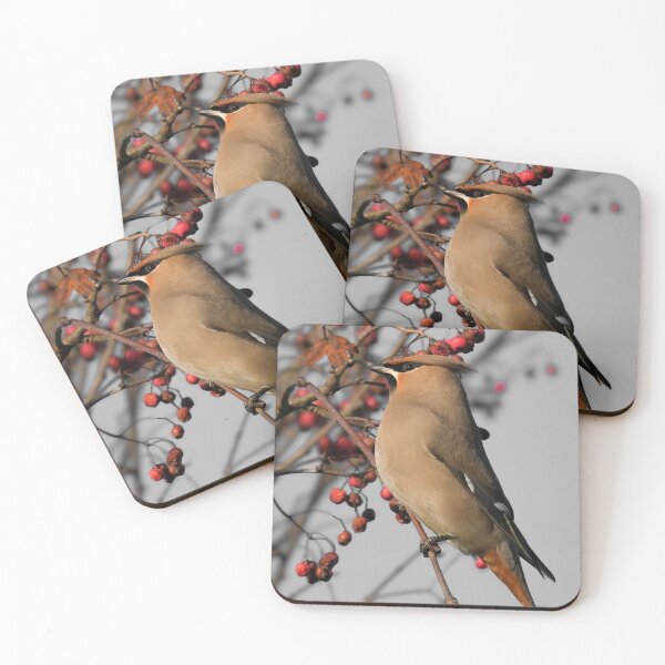 Item preview, Waxwing designed and sold by photobytableau.