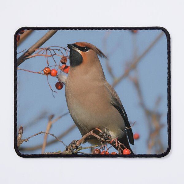 Item preview, Waxwing designed and sold by photobytableau.