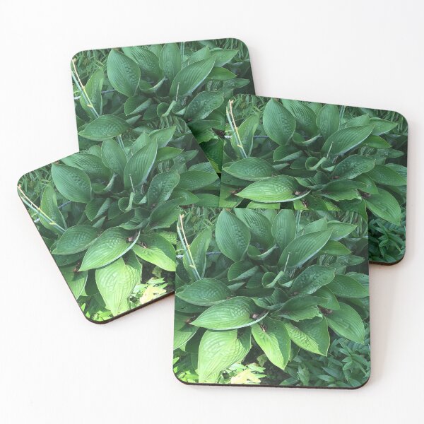 Item preview, Hosta designed and sold by Sarah Meytin.
