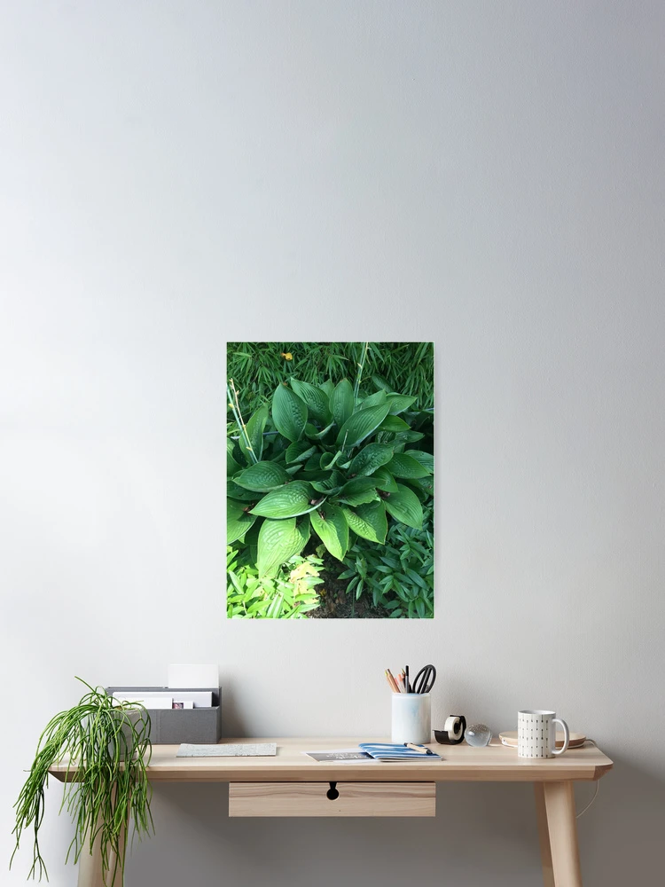 Thumbnail 2 of 3, Poster, Hosta designed and sold by Sarah Meytin.