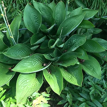 Artwork thumbnail, Hosta by Sarah Meytin
