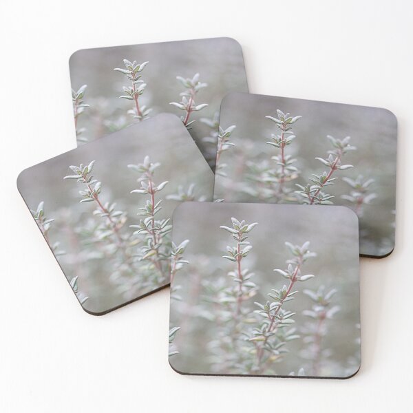 Item preview, Thyme present. designed and sold by Paul Pasco.
