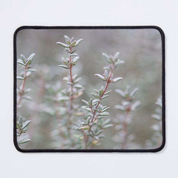 Item preview, Thyme present. designed and sold by Paul Pasco.