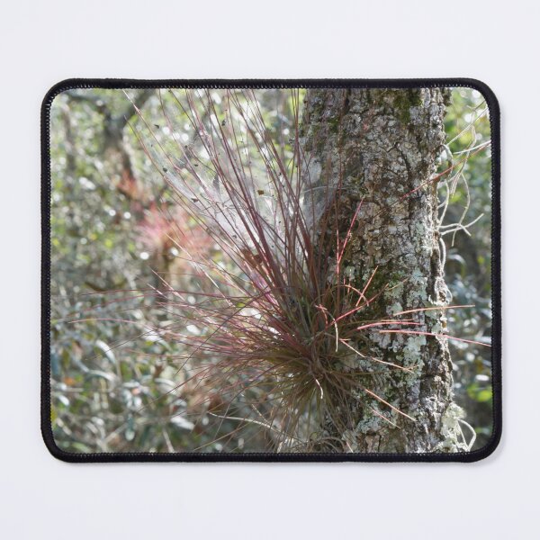 Item preview, Red Air Plant designed and sold by Faith-B-Photos.
