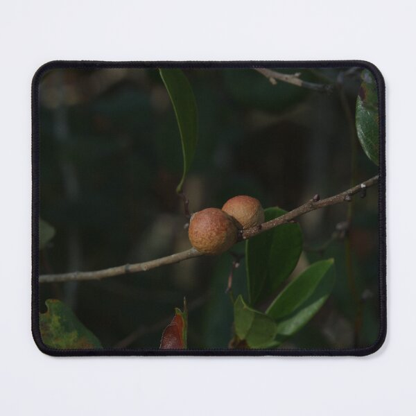 Item preview, Oak Galls designed and sold by Faith-B-Photos.