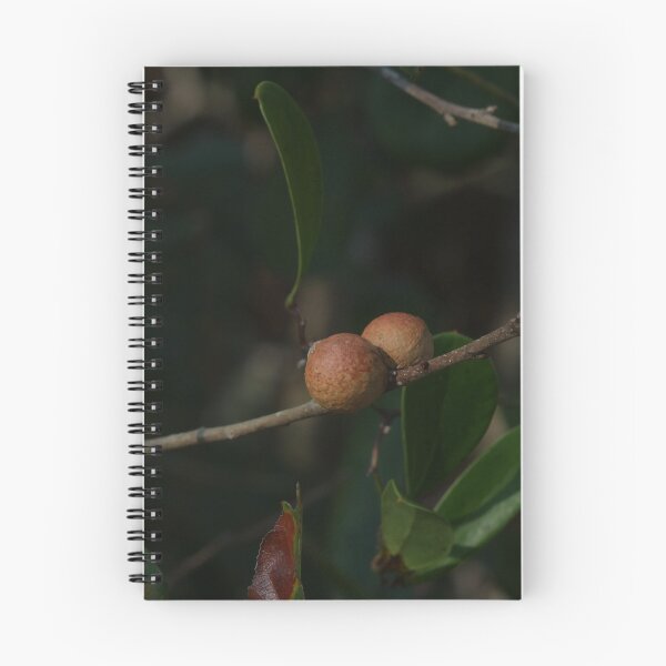 Item preview, Oak Galls designed and sold by Faith-B-Photos.