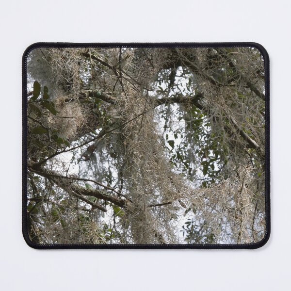 Item preview, Spanish Moss designed and sold by Faith-B-Photos.