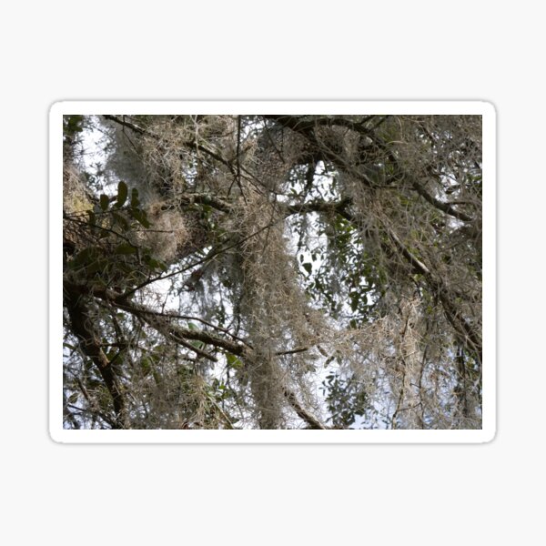 Item preview, Spanish Moss designed and sold by Faith-B-Photos.