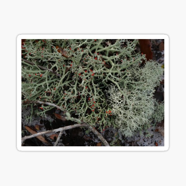 Item preview, Lichen Blooms designed and sold by Faith-B-Photos.