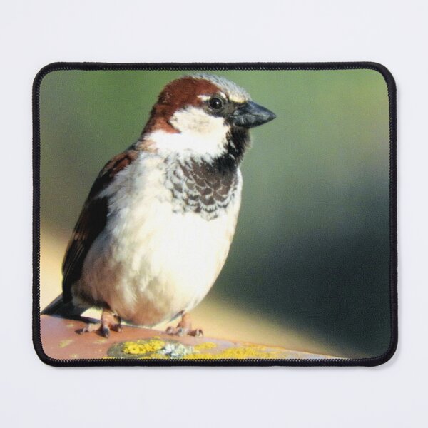 Item preview, Passer domesticus designed and sold by Stillherex.com Stillherex.es.