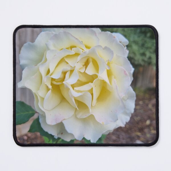 Item preview, White Rose 2024. Photography by Rita Abi Khalil designed and sold by ArtbyRitaA.