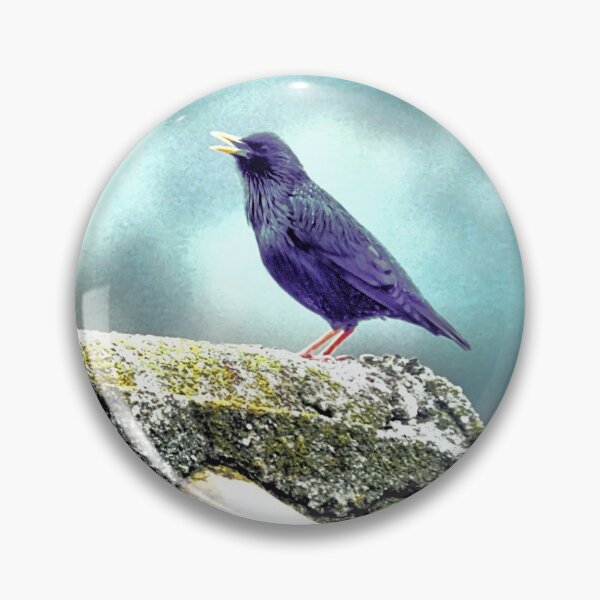 Aperçu de l'œuvre Sturnus unicolor créée et vendue par Stillherex.com Stillherex.es.