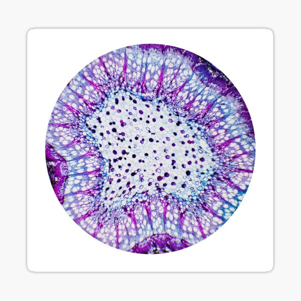 Lenticel - Plant Stem Tissue - Microscopy Photograph Sticker