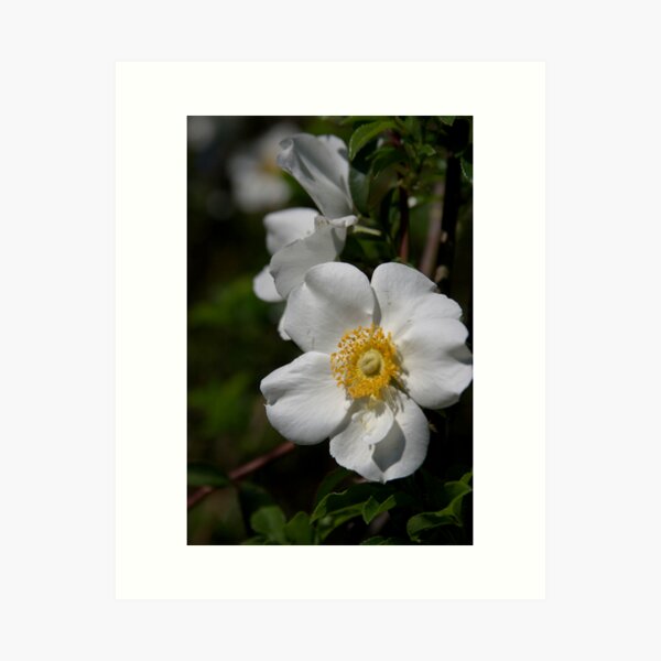 Cherokee Rose Art Print