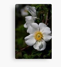 Cherokee Rose Canvas Print