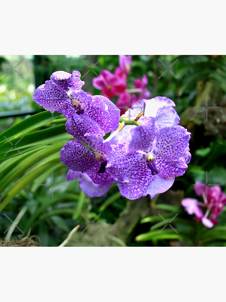 Thumbnail 5 of 5, Mouse Pad, Princess Mikasa Blue Orchid designed and sold by TanyaOwens.