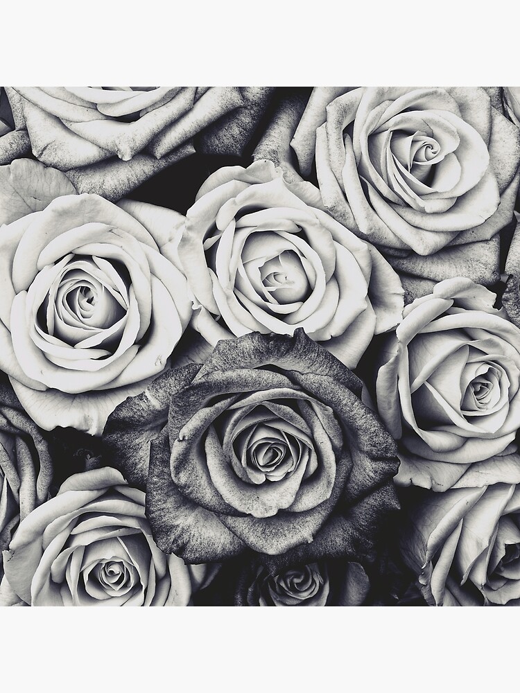Roses by adelemawhinney