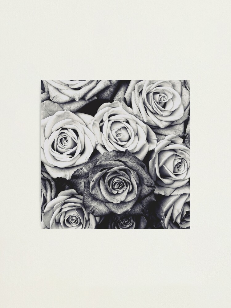 Alternate view of Roses Photographic Print