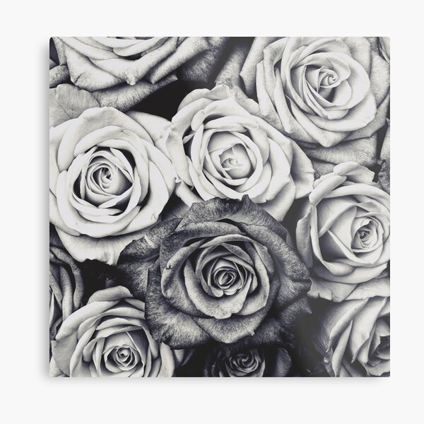 Roses Metal Print