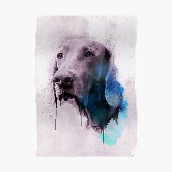 Cooper Weimaraner Portrait Poster