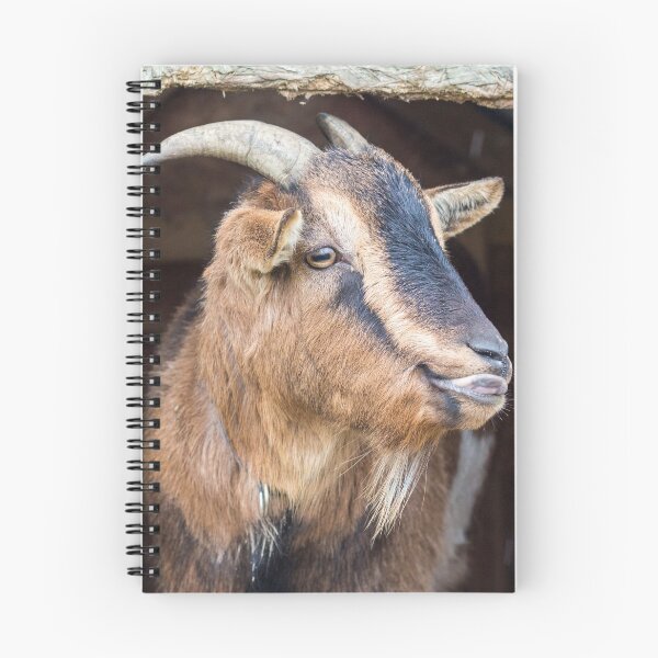 Item preview, Brown goat sticking his tongue  out designed and sold by Pokofoto.