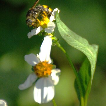 Artwork thumbnail, Leaf-Cutter Bee by MercerImages