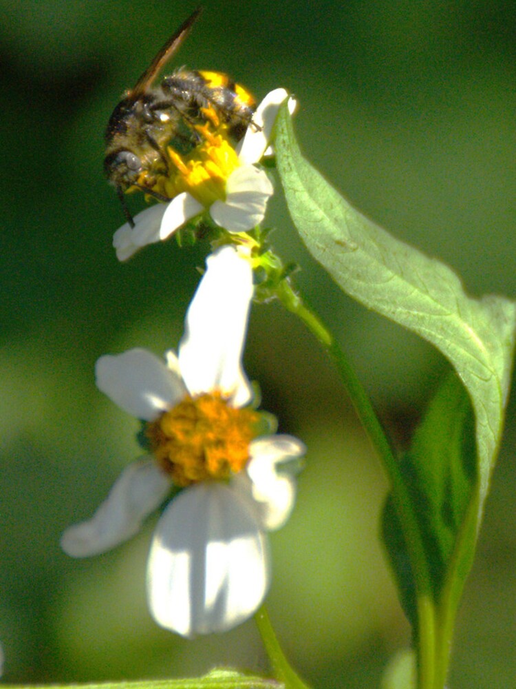 Thumbnail 4 of 4, iPhone Case, Leaf-Cutter Bee designed and sold by MercerImages.