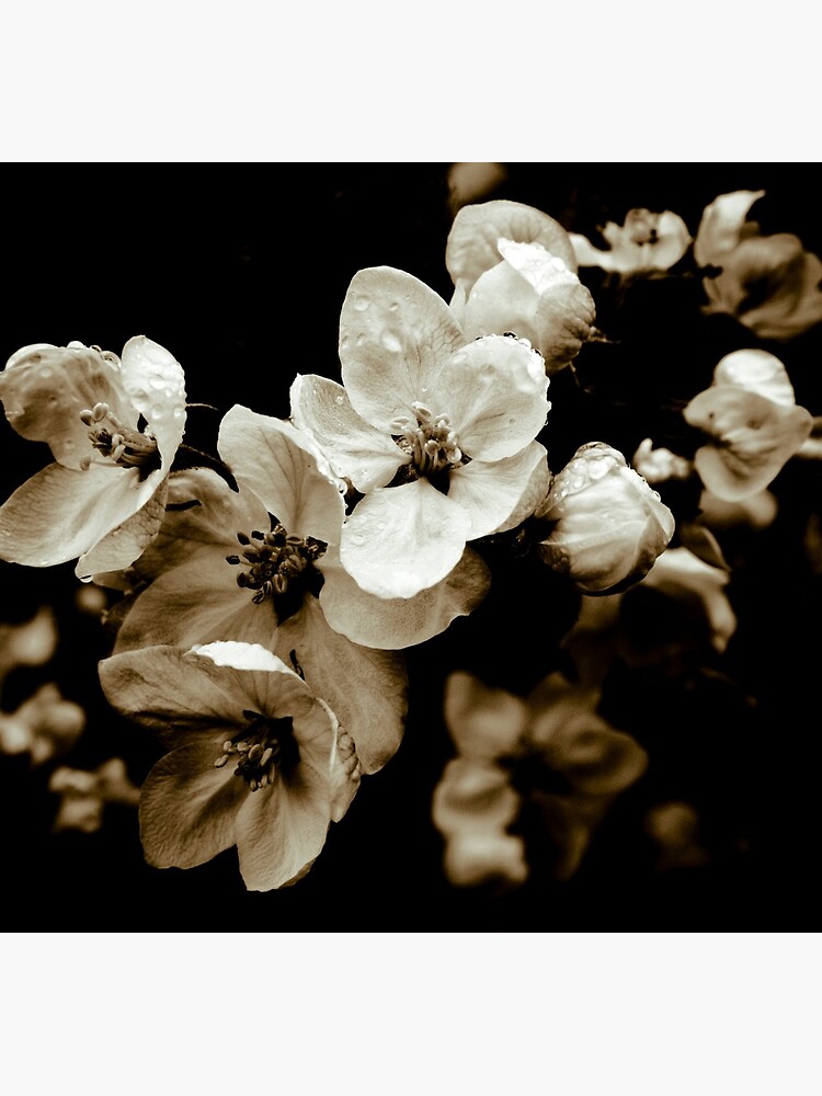 Apple Blossom by gardenpictures