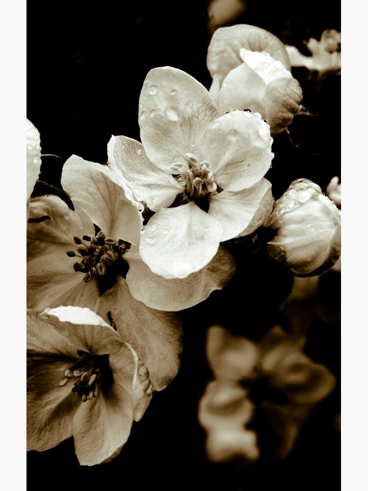 Apple Blossom by gardenpictures