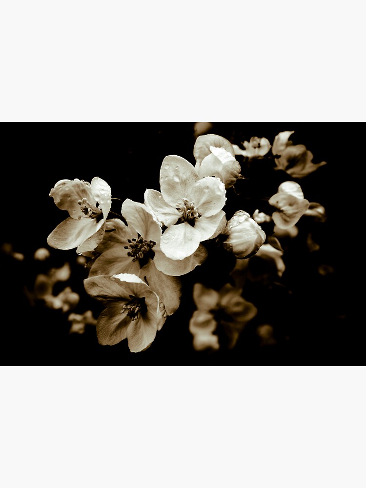 Apple Blossom by gardenpictures