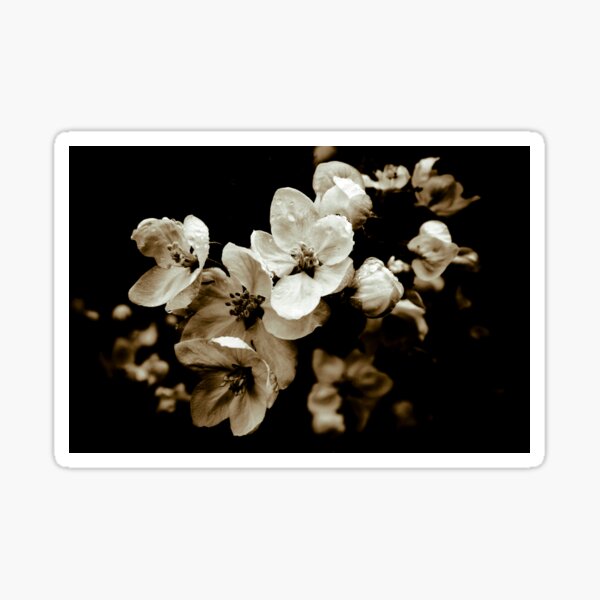 Apple Blossom Sticker