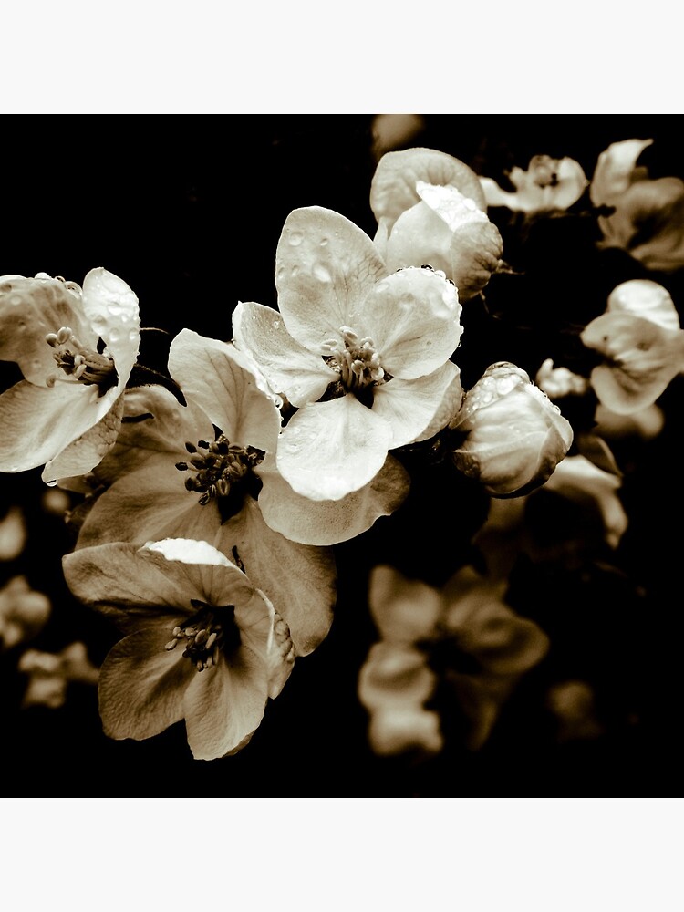 Apple Blossom by gardenpictures