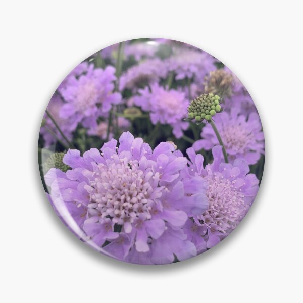 Item preview, Pincushion Scabiosa  designed and sold by Lil-Ari.