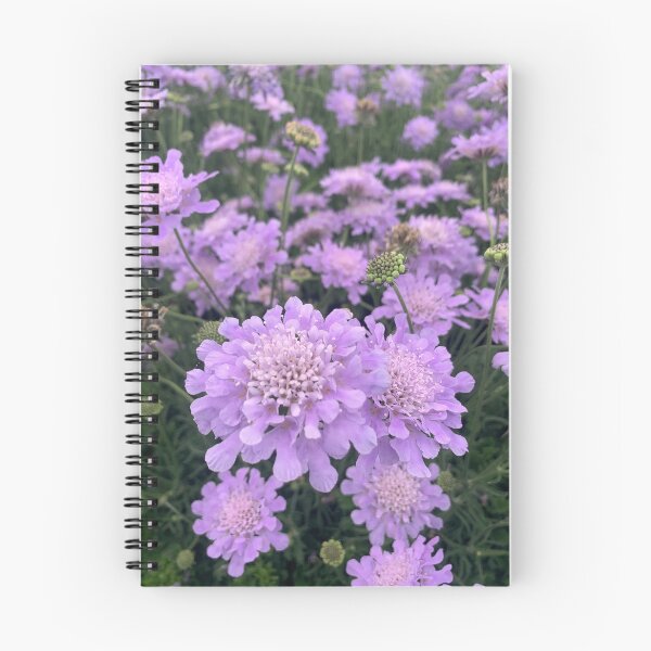 Item preview, Pincushion Scabiosa  designed and sold by Lil-Ari.