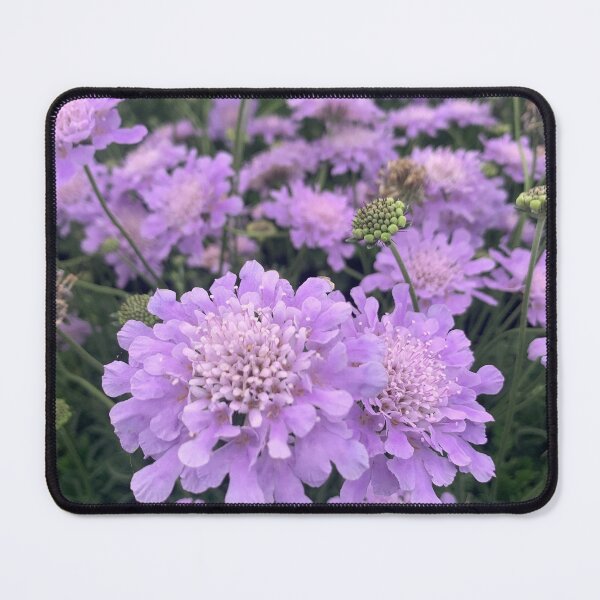 Item preview, Pincushion Scabiosa designed and sold by Lil-Ari.
