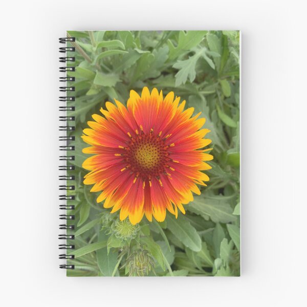 Item preview, Blanketflower Gaillardia designed and sold by Lil-Ari.