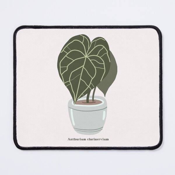 Item preview, Anthurium Clarinervium plants designed and sold by A Simple  Day..