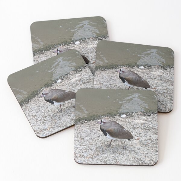 Item preview, Southern Lapwing designed and sold by TheRealDanniX.