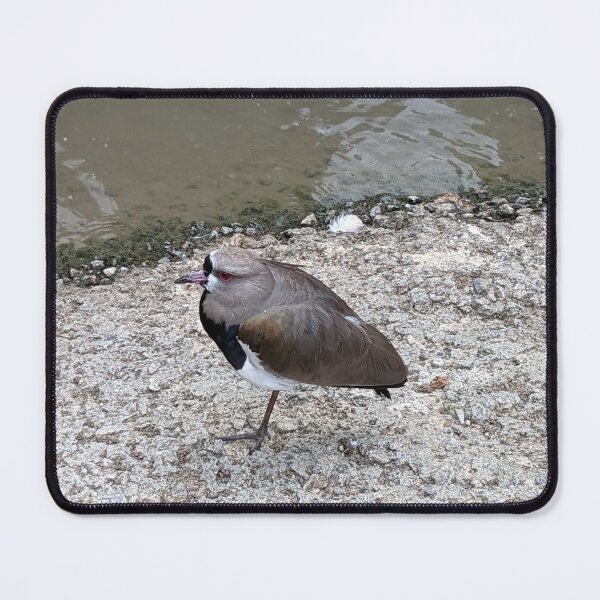 Item preview, Southern Lapwing designed and sold by TheRealDanniX.