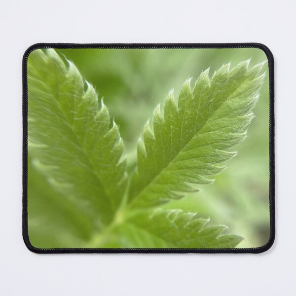 Item preview, The Silverweed's Razor Edge designed and sold by cnh920.