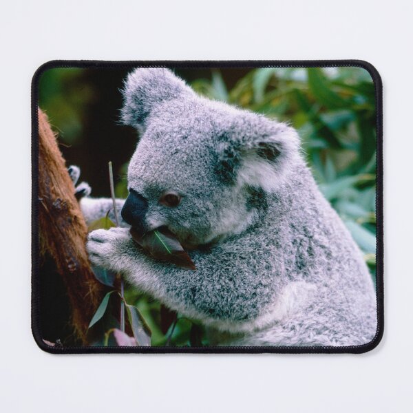 Item preview, Koala Bear Having Lunch designed and sold by Daveidaho.