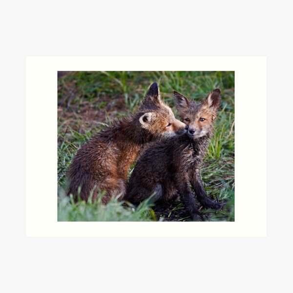 Fox Kits Drenched and Nuzzling Art Print