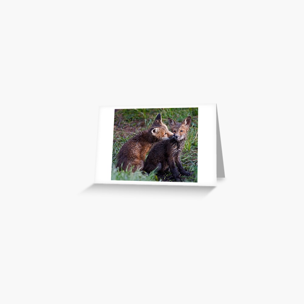 Fox Kits Drenched and Nuzzling Greeting Card