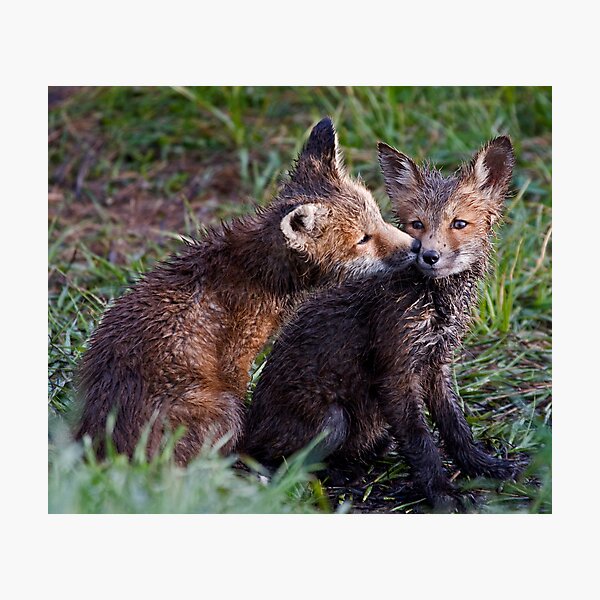 Fox Kits Drenched and Nuzzling Photographic Print