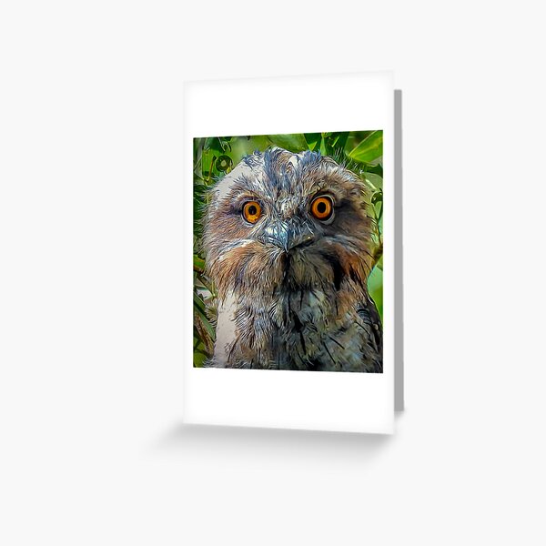 Tawny Frogmouth Chick Greeting Card