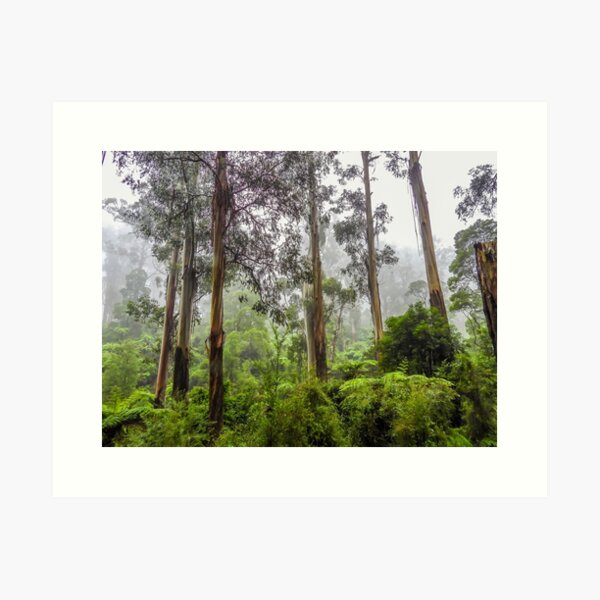 Item preview, Rainforest of the Dandenong Ranges designed and sold by Kathie Thomas.