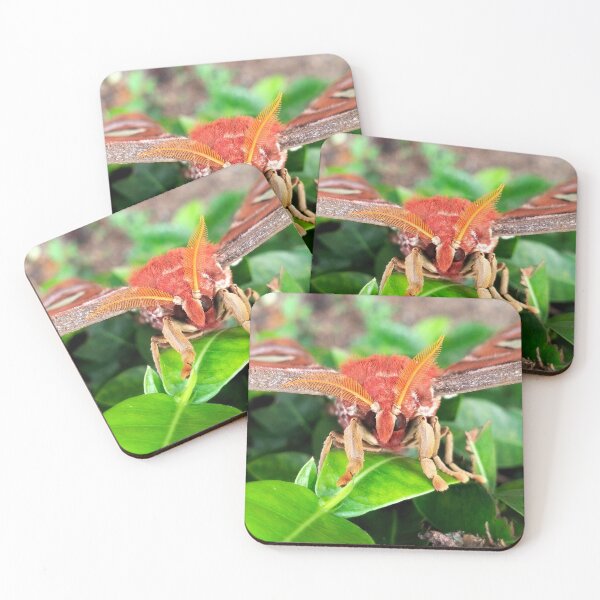 Item preview, Atlas Moth designed and sold by RanranBugs.