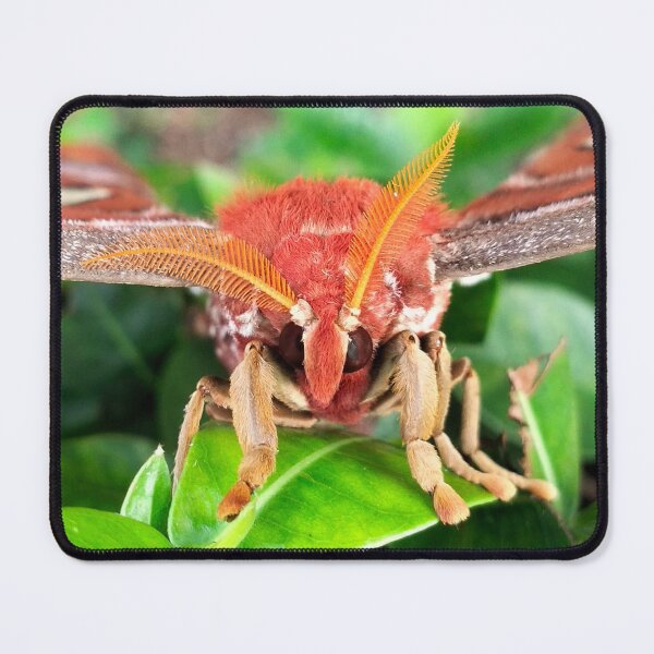 Item preview, Atlas Moth designed and sold by RanranBugs.
