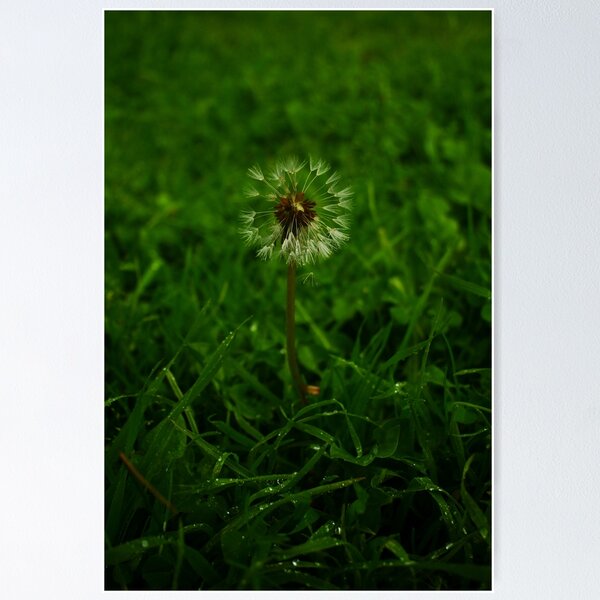 Item preview, Dandelion designed and sold by A.N.J.H..