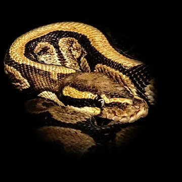 Artwork thumbnail, Python by Guardi71